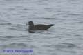 Flesh-footed Shearwater